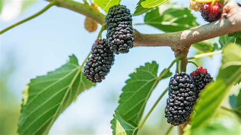 mulberry meaning in chinese.